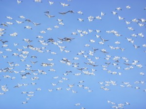 Snow geese filled the sky